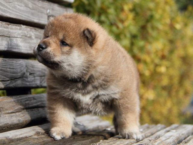 IMG_0885-shibainu-koinu IMG_0885-shibainu-koinu