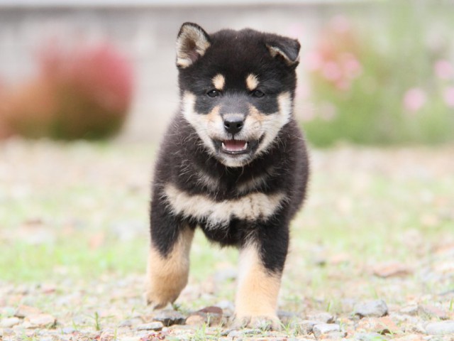 IMG_0891-shibainu-koinu IMG_0891-shibainu-koinu