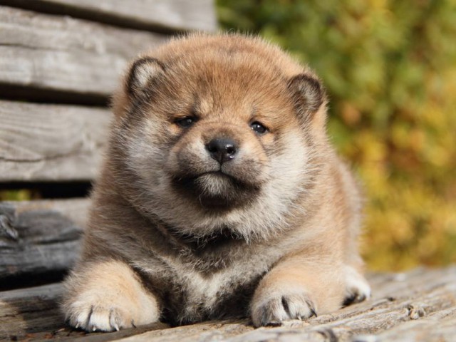 IMG_0893-shibainu-koinu IMG_0893-shibainu-koinu