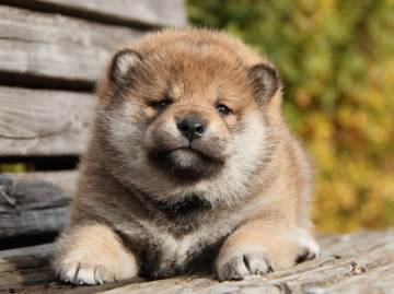 IMG_0893-shibainu-koinu-koinu IMG_0893-shibainu-koinu-koinu