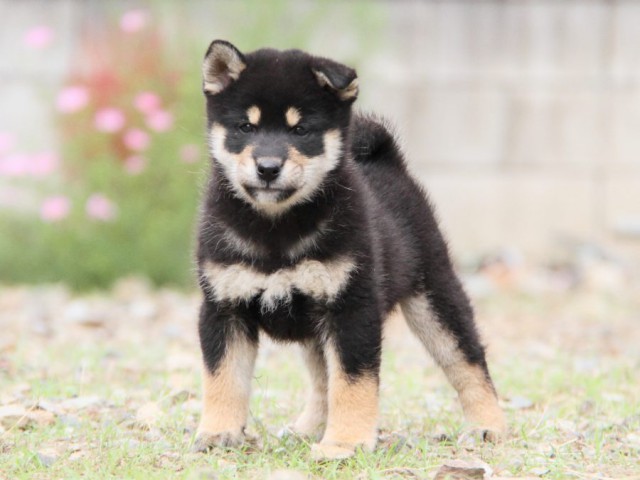 IMG_0901-shibainu-koinu IMG_0901-shibainu-koinu