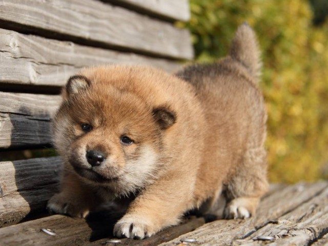 IMG_0907-shibainu-koinu IMG_0907-shibainu-koinu