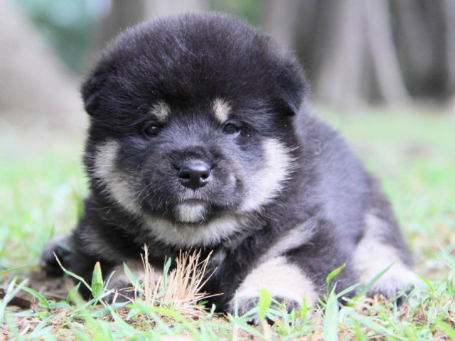 IMG_0910-shibainu-puppy IMG_0910-shibainu-puppy