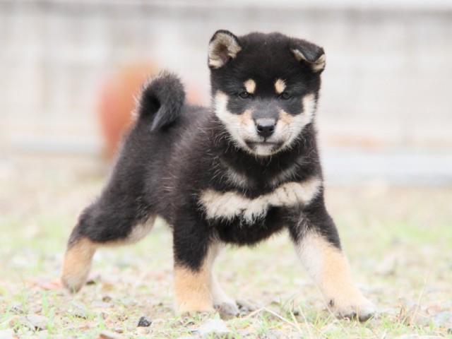 IMG_0914-shibainu-koinu IMG_0914-shibainu-koinu