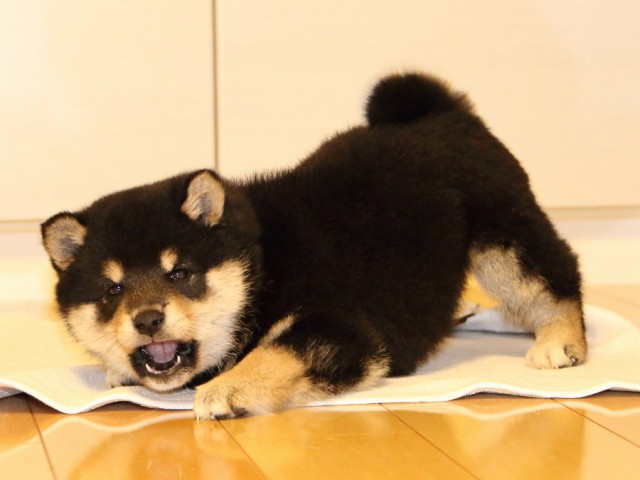 IMG_0917-shiba-puppy