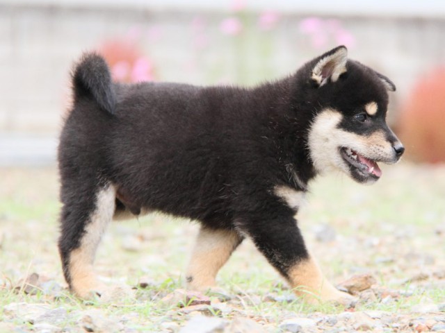 IMG_0918-shibainu-koinu IMG_0918-shibainu-koinu