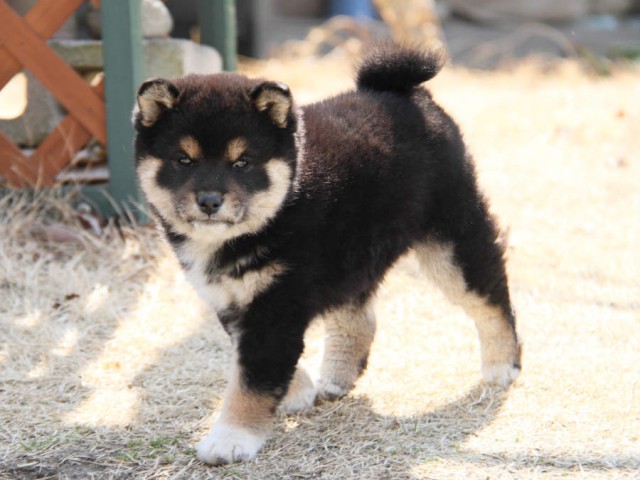 IMG_0921shibainu IMG_0921shibainu