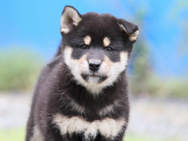 IMG_0923-shibainu-koinu IMG_0923-shibainu-koinu
