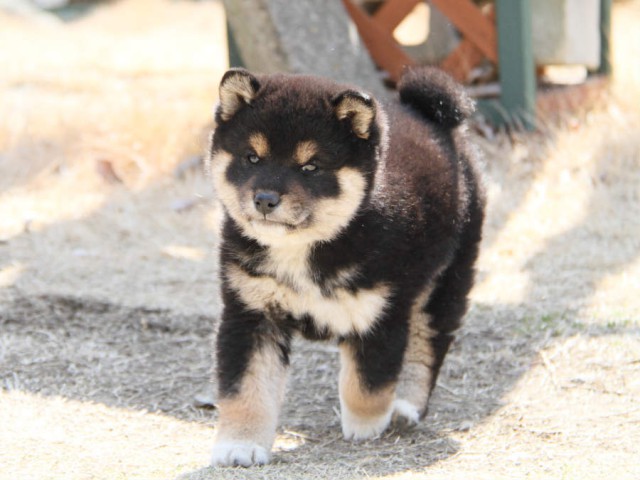 IMG_0923shibainu IMG_0923shibainu