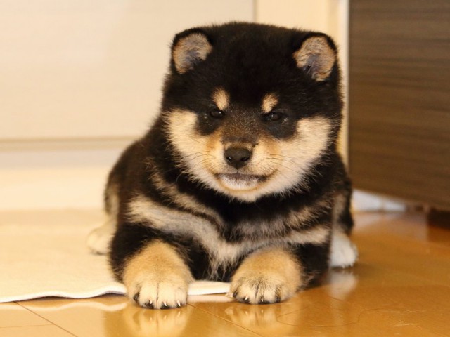 IMG_0925-shiba-puppy