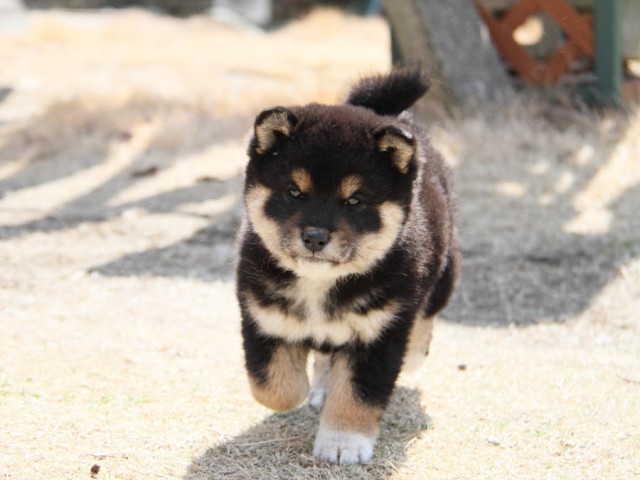 IMG_0925shibainu IMG_0925shibainu
