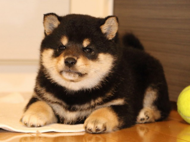 IMG_0926-shiba-puppy