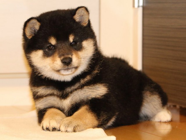 IMG_0931-shiba-puppy