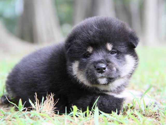 IMG_0933-shibainu-puppy IMG_0933-shibainu-puppy