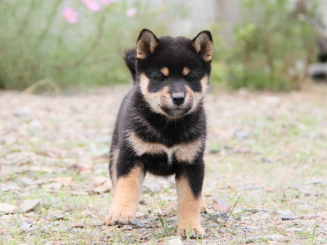 IMG_0941-shibainu-koinu IMG_0941-shibainu-koinu