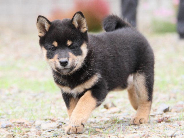 IMG_0947-shibainu-koinu IMG_0947-shibainu-koinu