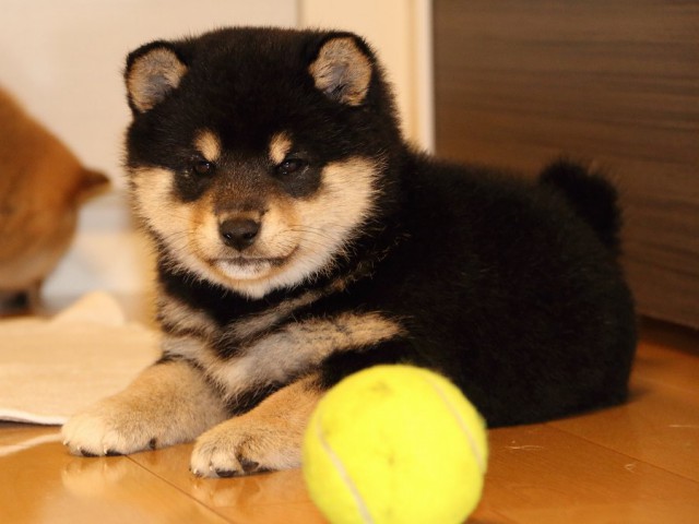 IMG_0950-shiba-puppy