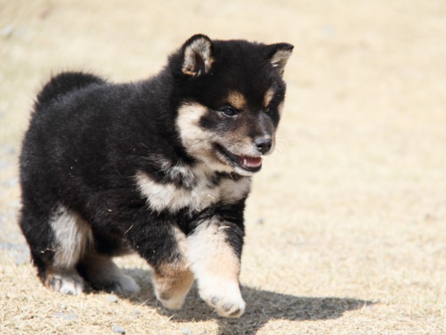 IMG_0951shibainu IMG_0951shibainu