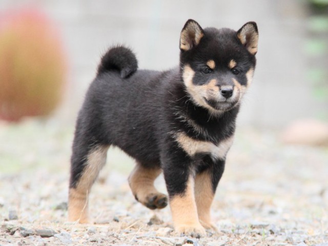 IMG_0959-shibainu-koinu IMG_0959-shibainu-koinu