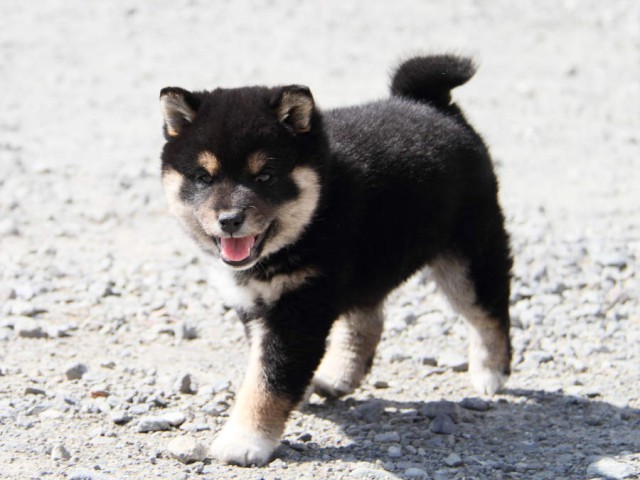 IMG_0965shibainu IMG_0965shibainu