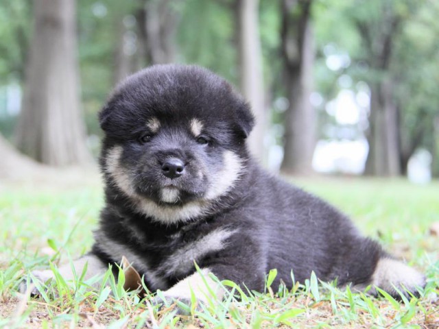 IMG_0966-shibainu-puppy IMG_0966-shibainu-puppy