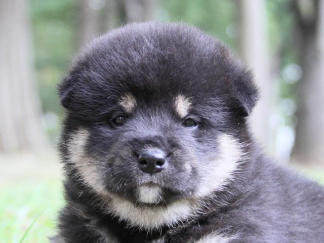 IMG_0969-shibainu-puppy IMG_0969-shibainu-puppy