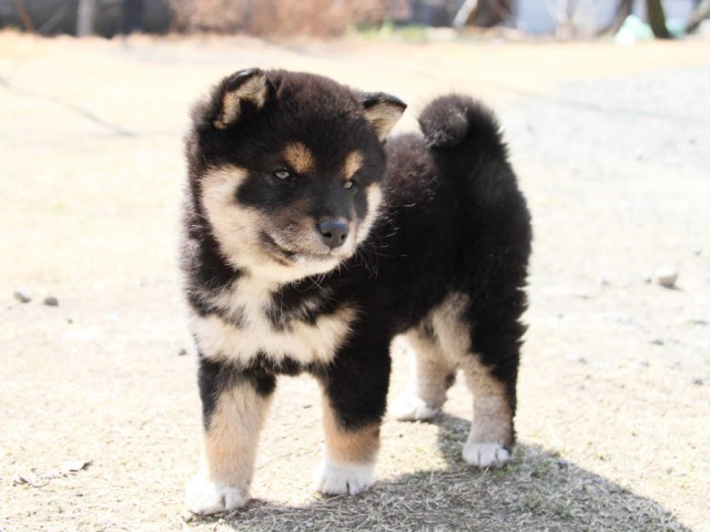 IMG_0971shibainu IMG_0971shibainu