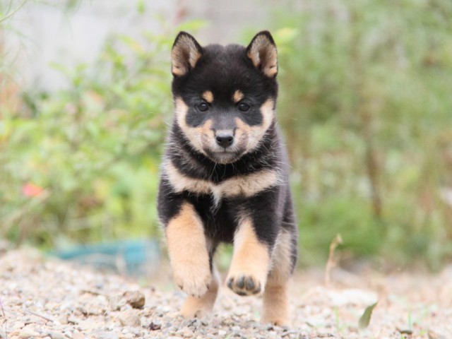 IMG_0974-shibainu-koinu IMG_0974-shibainu-koinu