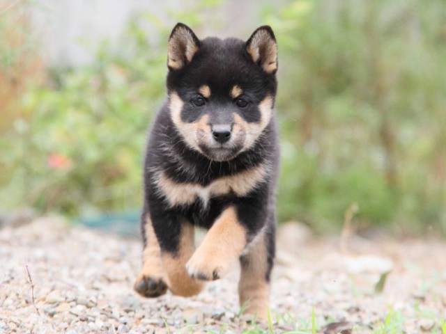 IMG_0975-shibainu-koinu IMG_0975-shibainu-koinu