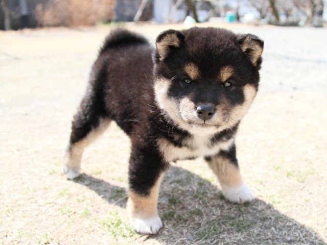 IMG_0977shibainu IMG_0977shibainu