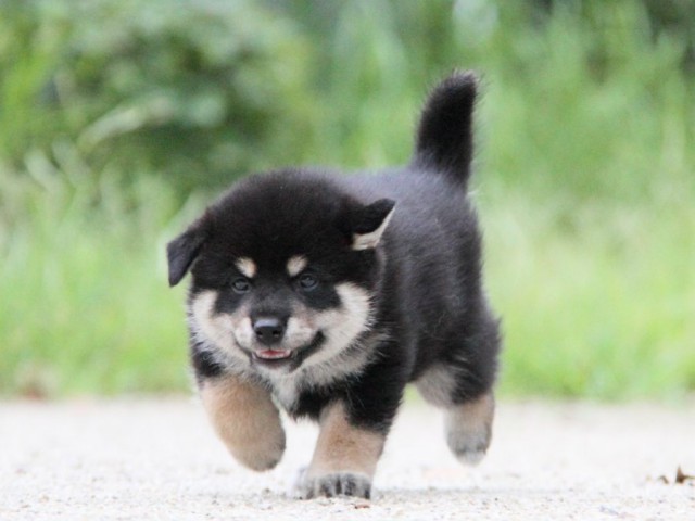 IMG_0993-shibainu-puppy IMG_0993-shibainu-puppy