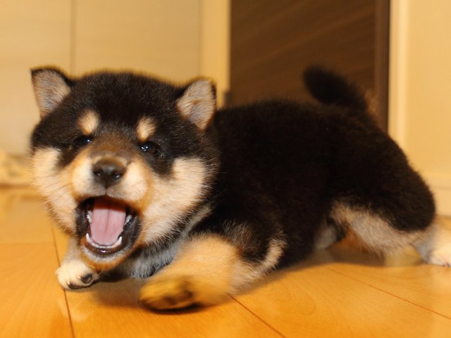IMG_1003-shiba-puppy