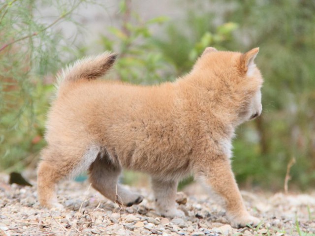 IMG_1003-shibainu-koinu IMG_1003-shibainu-koinu