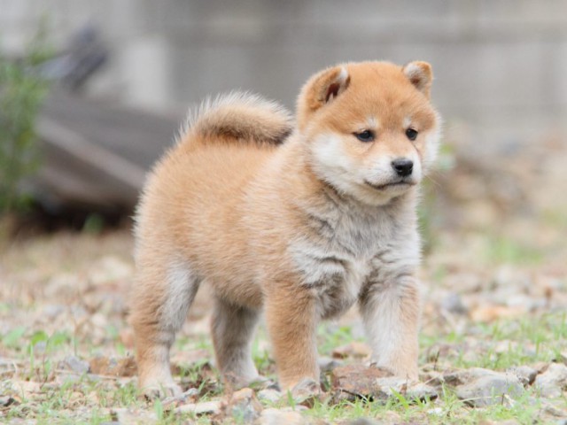 IMG_1007-shibainu-koinu IMG_1007-shibainu-koinu