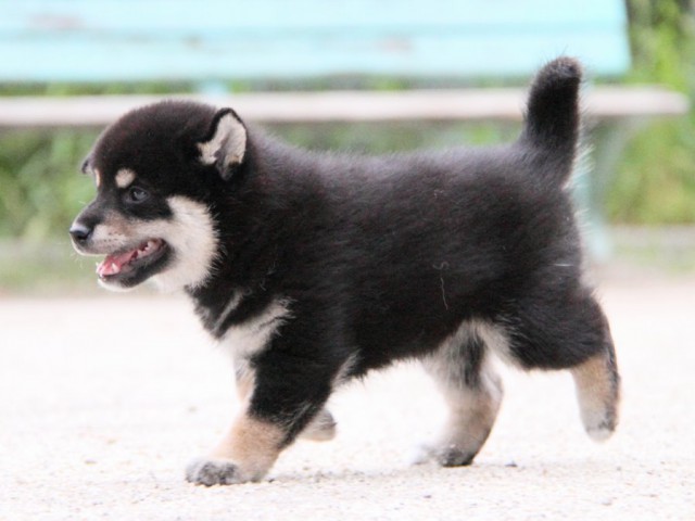 IMG_1014-shibainu-puppy IMG_1014-shibainu-puppy