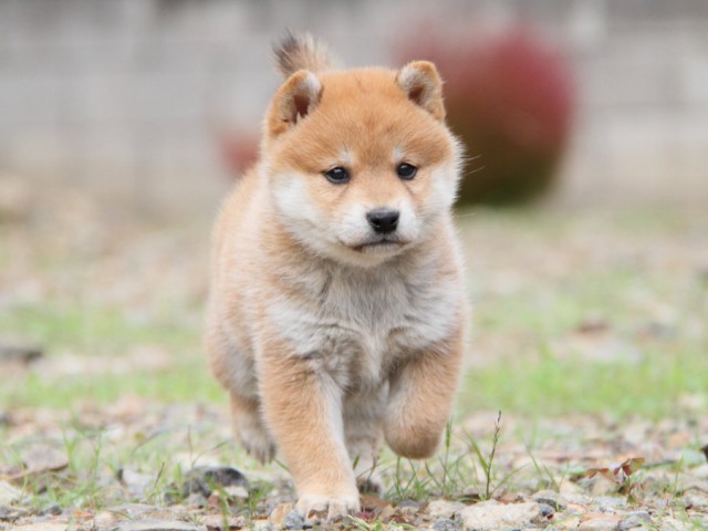 IMG_1021-shibainu-koinu IMG_1021-shibainu-koinu