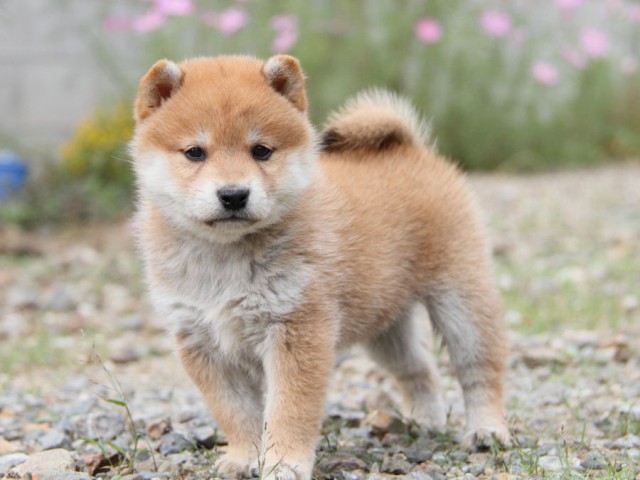 IMG_1031-shibainu-koinu IMG_1031-shibainu-koinu