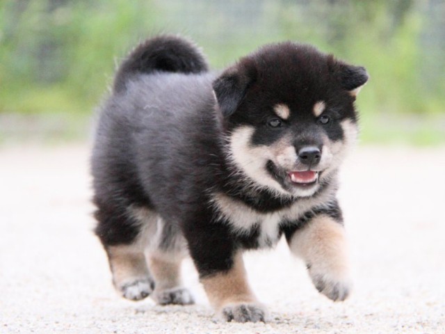 IMG_1040-shibainu-puppy IMG_1040-shibainu-puppy