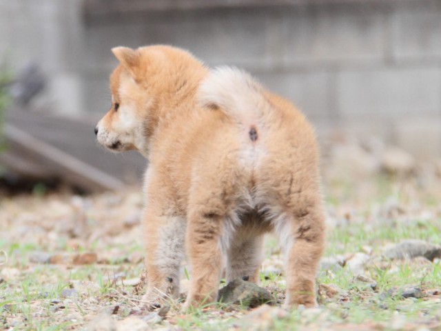 IMG_1059-shibainu-koinu IMG_1059-shibainu-koinu