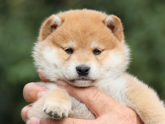 IMG_1063-shibainu-koinu IMG_1063-shibainu-koinu