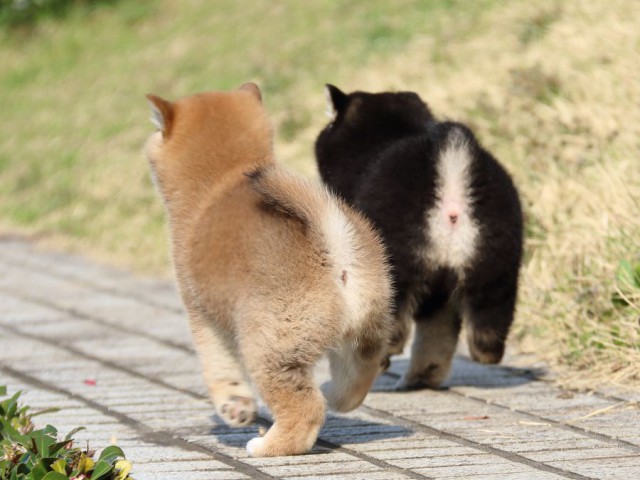 IMG_1074-shiba-puppy