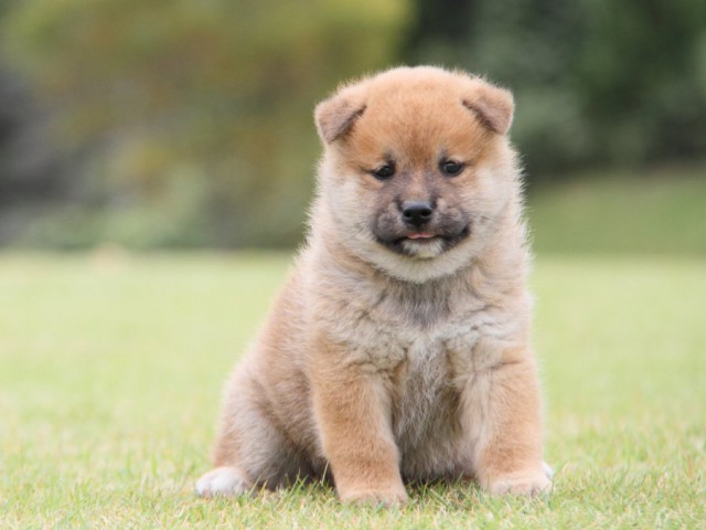 IMG_1076-shibainu-koinu IMG_1076-shibainu-koinu