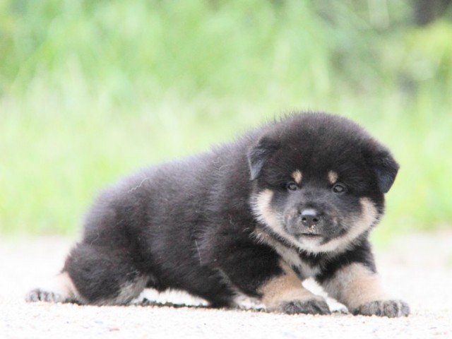 IMG_1078-shibainu-puppy IMG_1078-shibainu-puppy