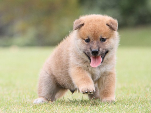 IMG_1080-shibainu-koinu IMG_1080-shibainu-koinu