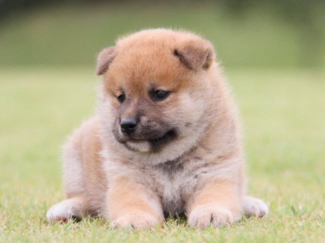 IMG_1094-shibainu-koinu IMG_1094-shibainu-koinu