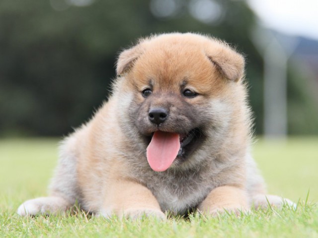 IMG_1113-shibainu-koinu IMG_1113-shibainu-koinu
