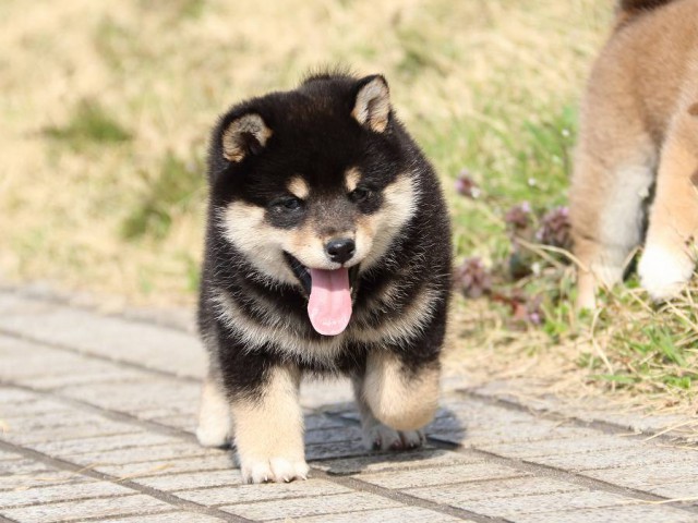 IMG_1116-shiba-puppy