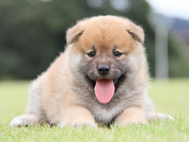 IMG_1116-shibainu-koinu IMG_1116-shibainu-koinu