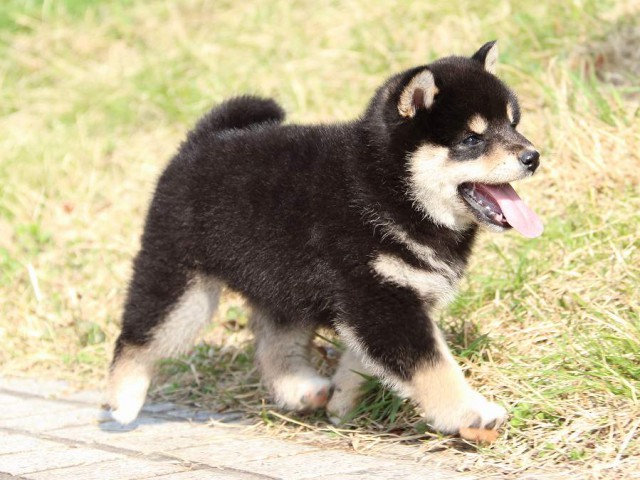 IMG_1122-shiba-puppy