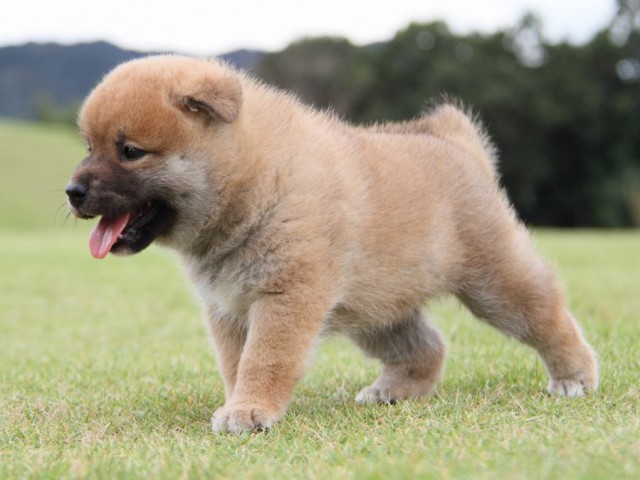 IMG_1132-shibainu-koinu IMG_1132-shibainu-koinu